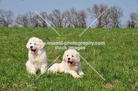 Polski Owcarek Podhalanski puppies in kennel "von der Bockenbuscher Eiche"