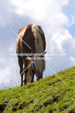 Haflinger grazing on hill