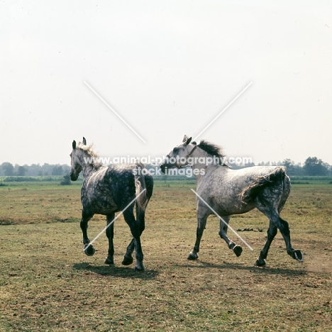 two old type Groningen mares Zolea and Tularia trotting away in Holland