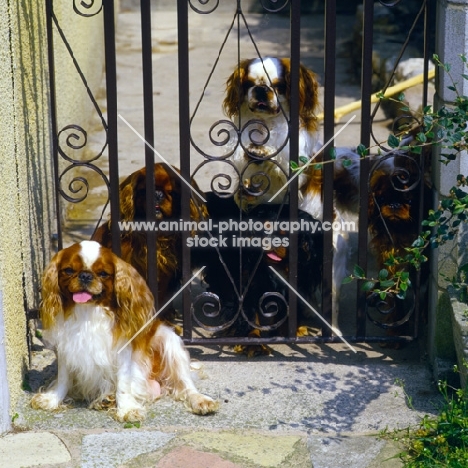 five king charles spaniels at a gate