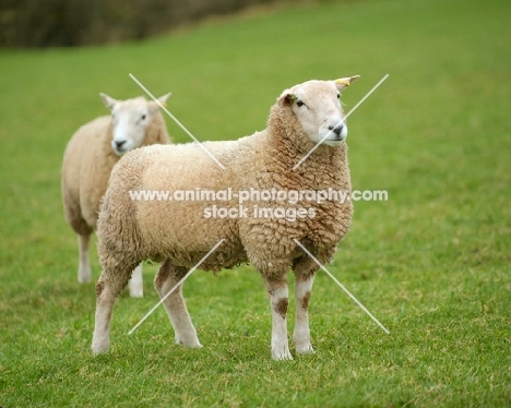 two Lleyn sheep