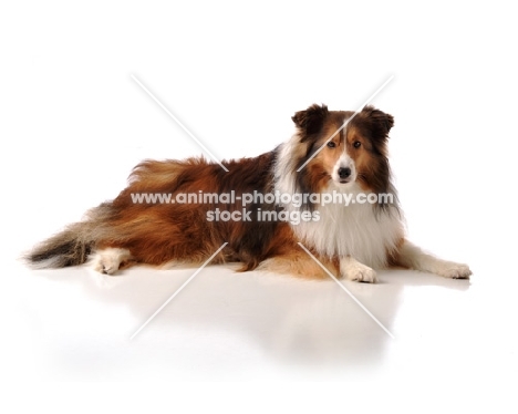 Shetland Sheepdog (sheltie) on white background