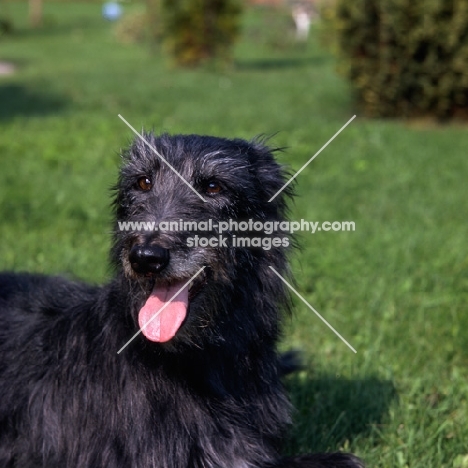 fern, rough coated lurcher lying