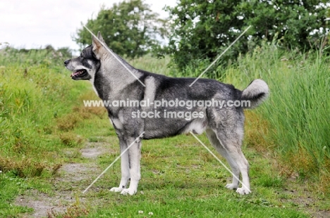 Swedish Elkhound (aka Jamthund)