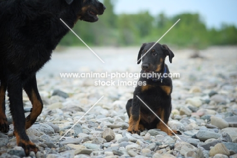 Portrait of a Beauceron pup looking at an adult dog with guilty look
