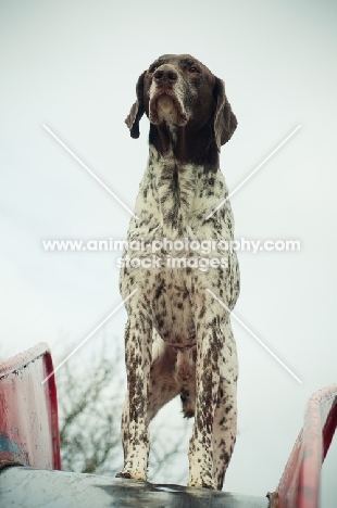 German Shorthaired Pointer standing on slide