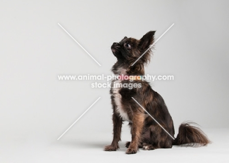 Chihuahua sitting on gray studio background, looking up.