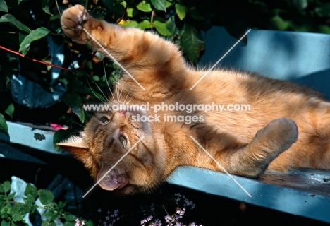 ginger cat lying on back pawing