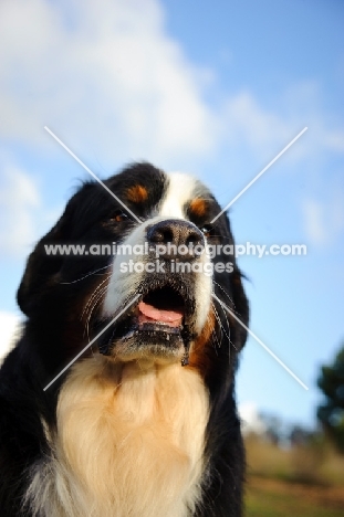 Bernese Mountain Dog (aka Berner Sennenhund) close up