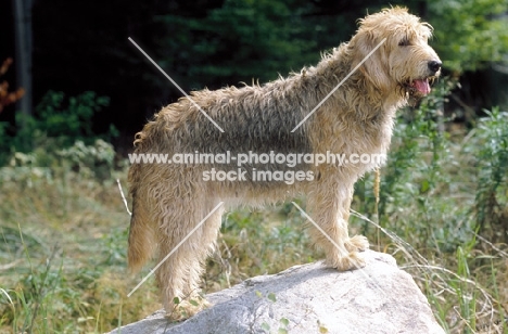 Griffon Nivernais standing on rock