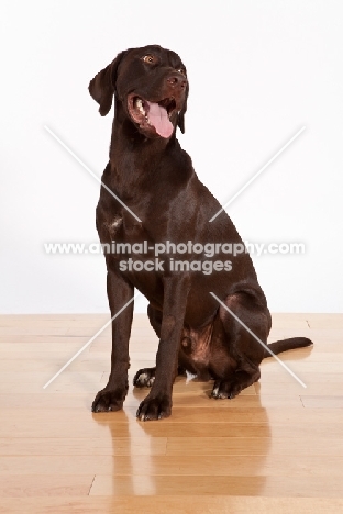 chocolate labrador retriever sitting down