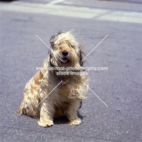 gos d'atura sitting on grey paving