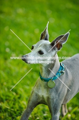 Italian Greyhound