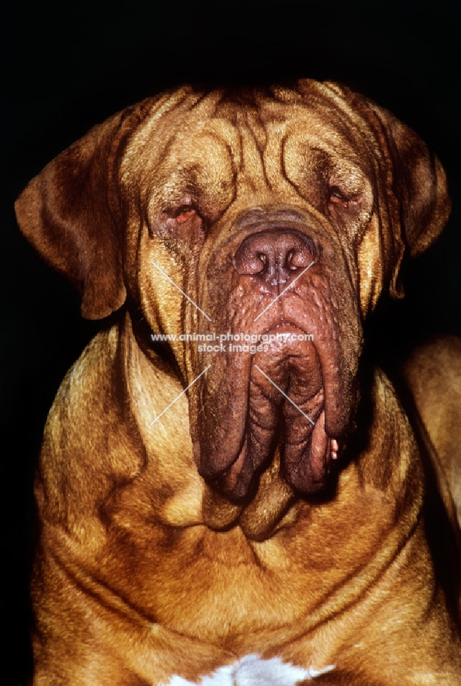  dogue de bordeaux frowning