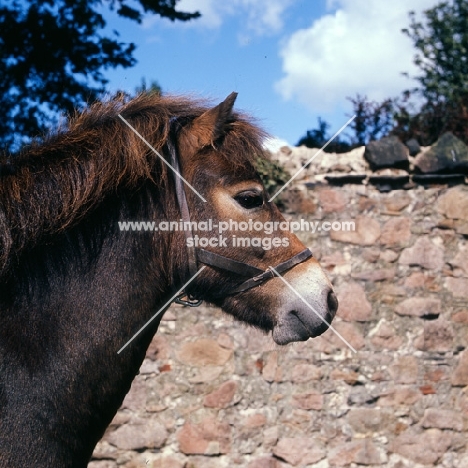 Exmoor pony head study