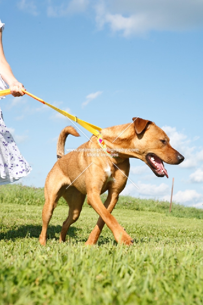 cross bred Pitt Bull walking on lead