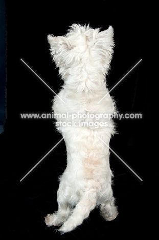 West Highland White Terrier in studio