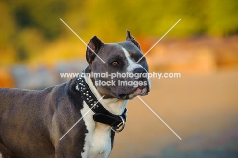American Staffordshire Terrier with cropped ears