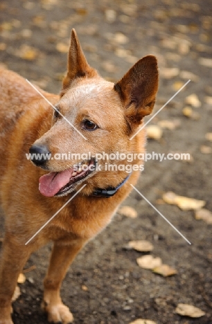 Australian Cattle Dog