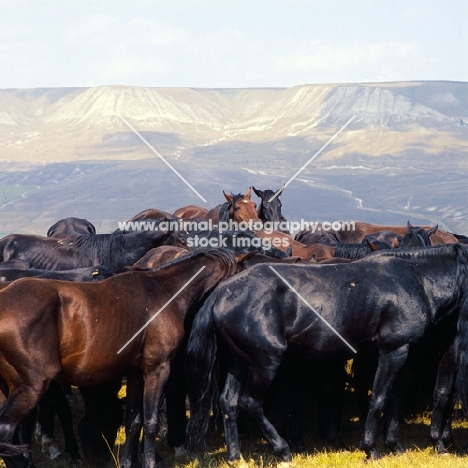 Taboon of Kabardine colts close up in Caucasus mountains