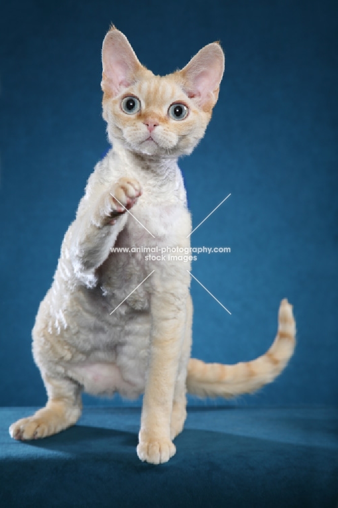 Devon Rex one leg up