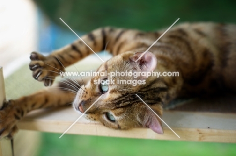 clos-up of bengal cat stretching