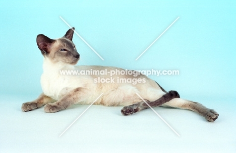 blue point Siamese looking calm