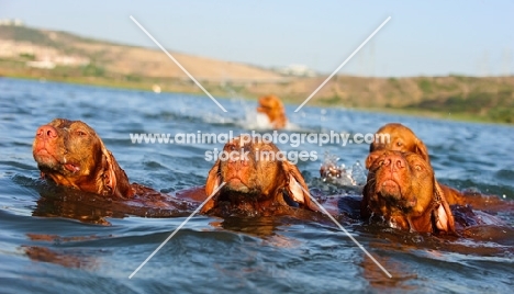 group of Hungarian Vizslas swimming together