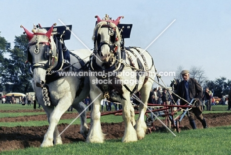ploughing match cross bred horses