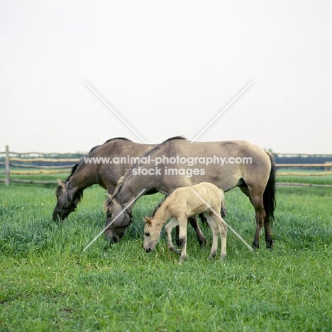 two konik mares and a foal in poland