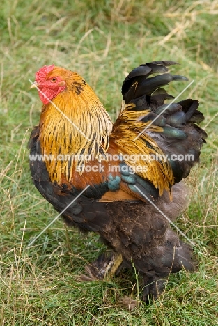 Golden brahma cockerel