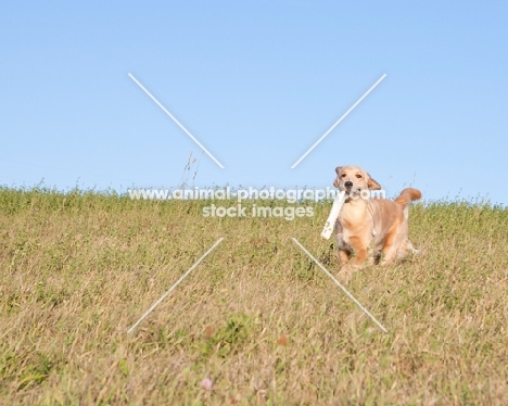 Golden Retriever retrieving dummy