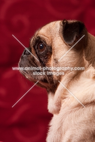 fawn Pug, looking ahead