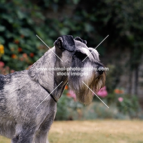 champion standard schnauzer