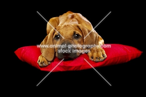 tired Rhodesian Ridgeback puppy on pillow