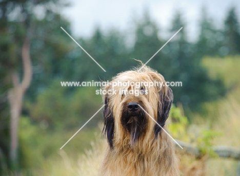 Briard