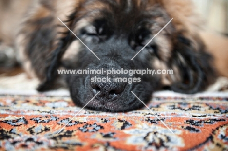 detail of leonberger nose