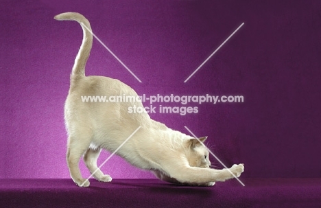 Tonkinese bowing