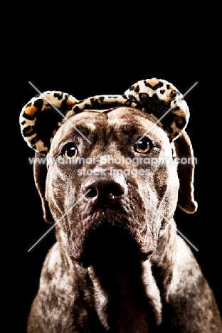 Dogo Canario 