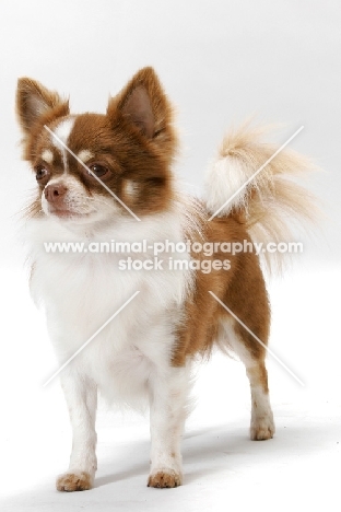 Champion Longhaired Chihuahua