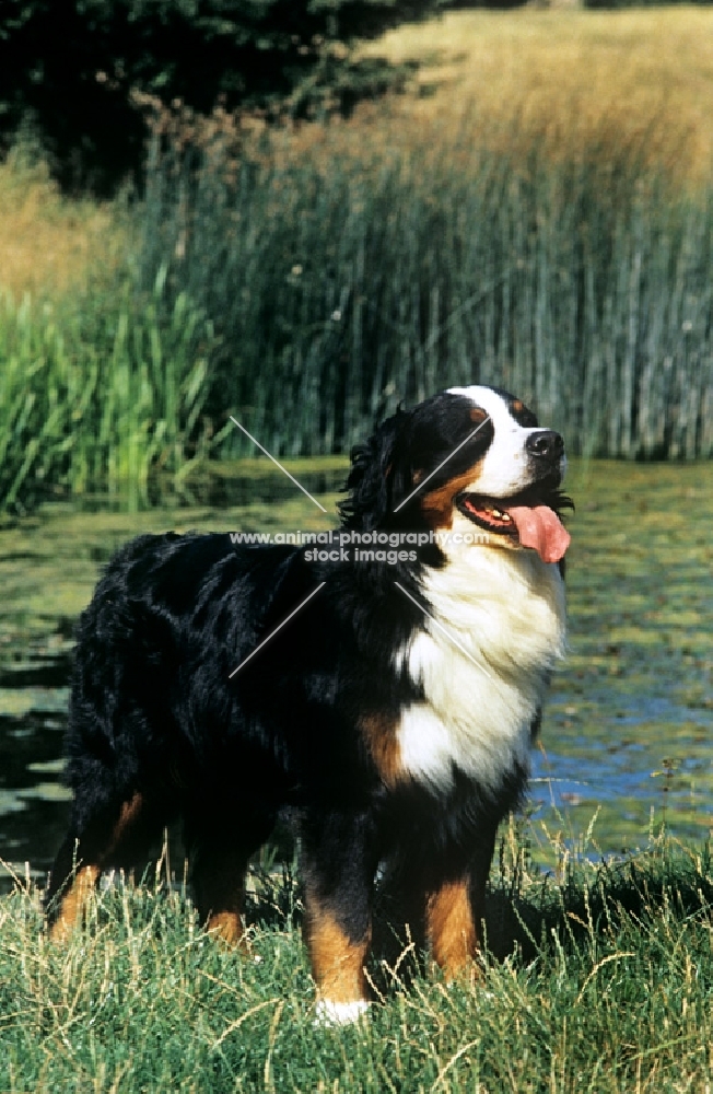 bernese mountain dog looking joyous