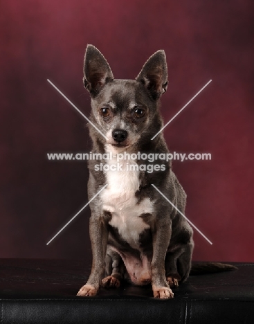 brown and white Chihuahua in studio