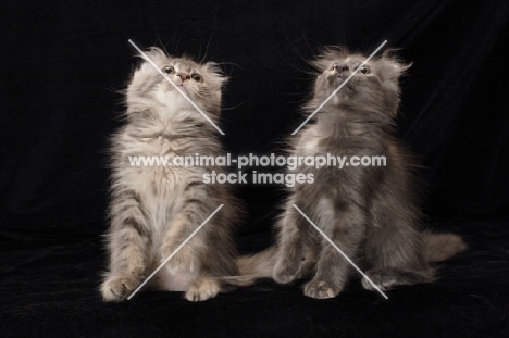 two American Curl kitten looking up