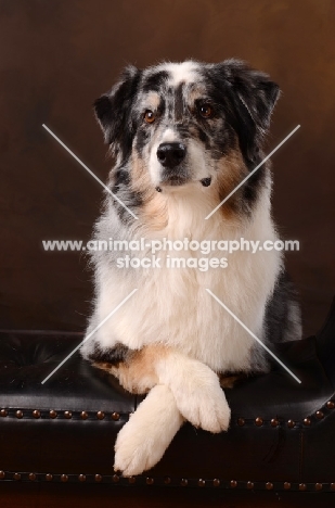 Australian Shepherd dog on sofa