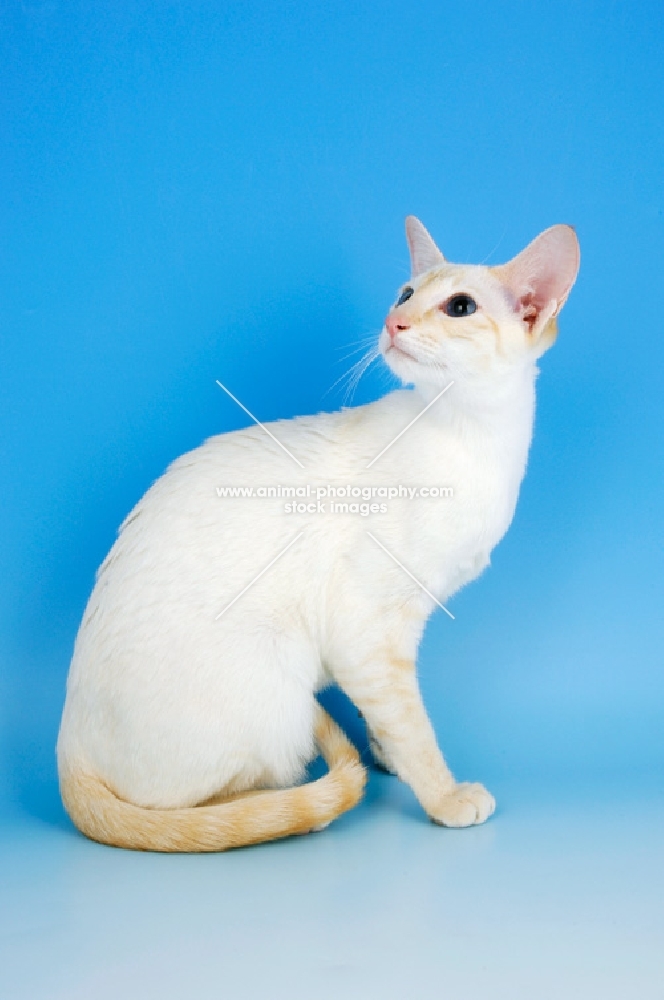 red point siamese cat sitting down on blue background
