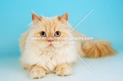 cream colourpoint cat, lying down. (Aka: Persian or Himalayan)