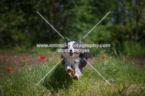 happy black tri color australian shepherd jumping among grass and red flowers