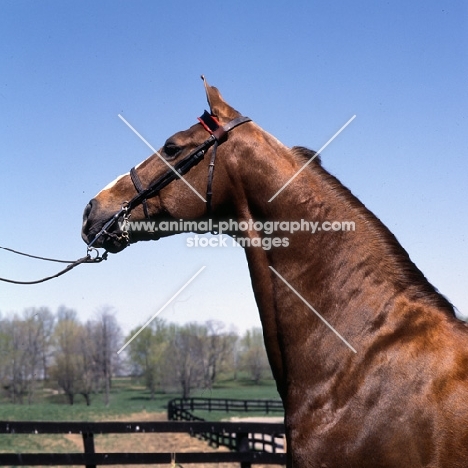 American Saddlebred head and shoulders 