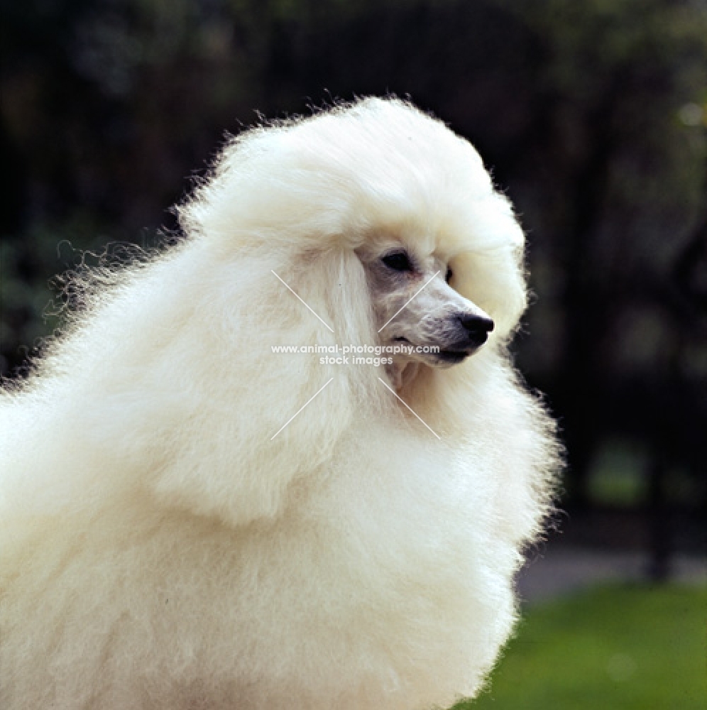 miniature poodle portrait