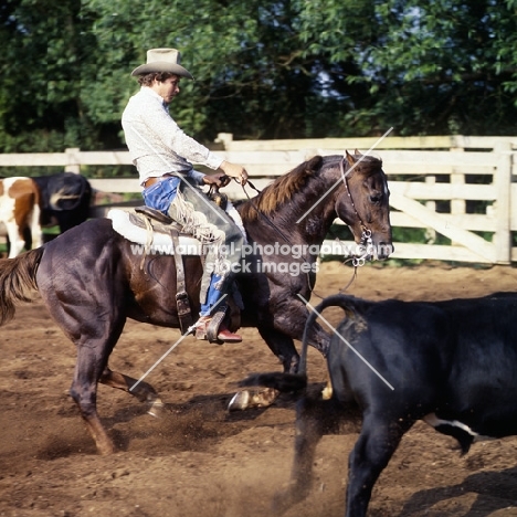 quarter horse and rider cutting cattle